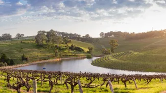 Vineyard
