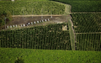 Vineyard