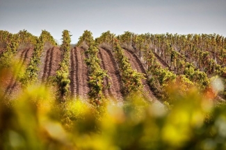 Vineyard