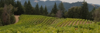 Vineyard