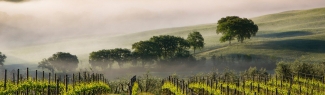 Vineyard