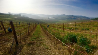 Vineyard
