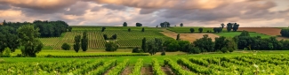 Vineyard