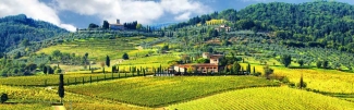 Vineyard