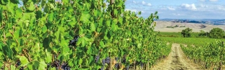 Vineyard2