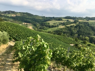 Vineyard