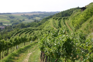 Vineyard
