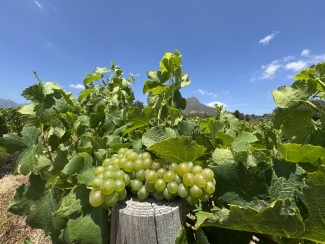 Kleinood Grapes