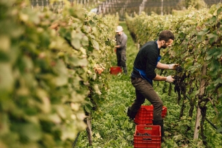 Winemaker2