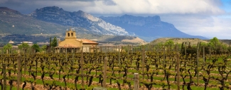 Vineyard