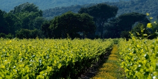 Vineyard