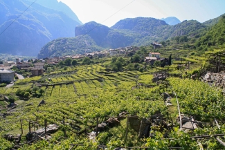 Vineyard