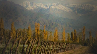 Vineyard