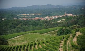 Vineyard