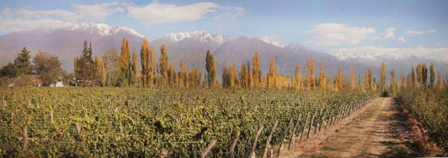 Vineyard