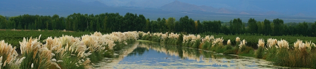 Vineyard