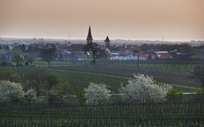 Winter Vineyard