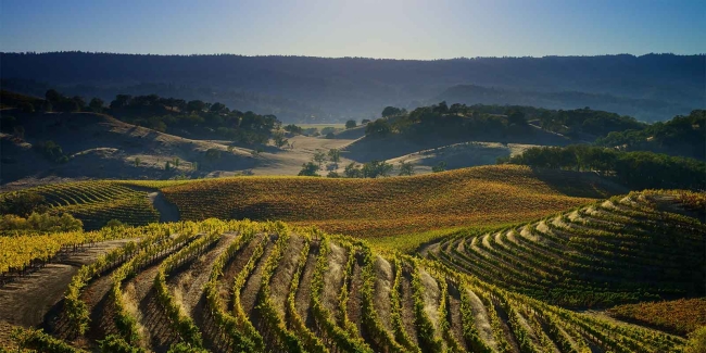 Vineyard