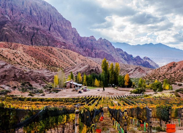 Vineyard