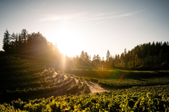 Vineyard