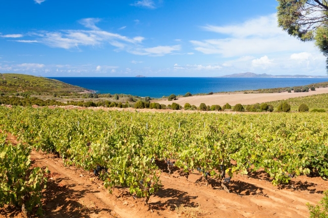 Vineyard