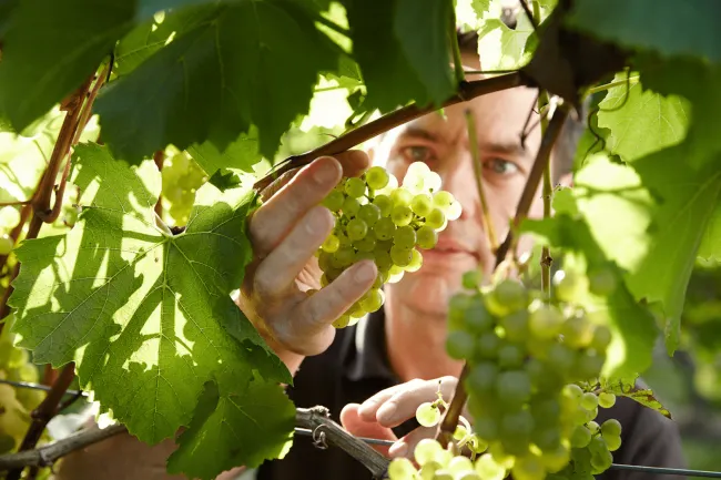 Grapes