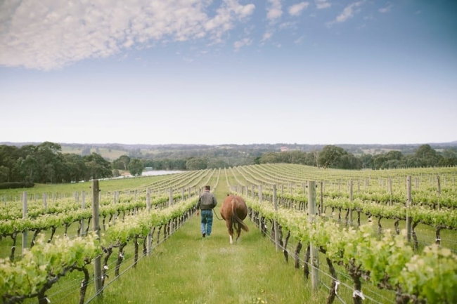 Vineyard1
