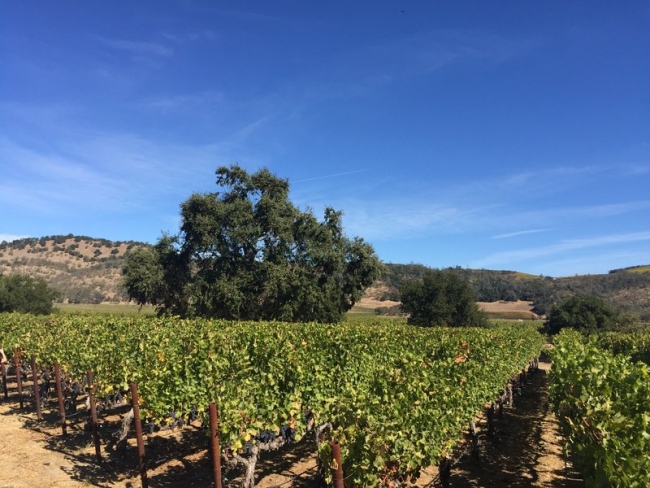 Vineyard