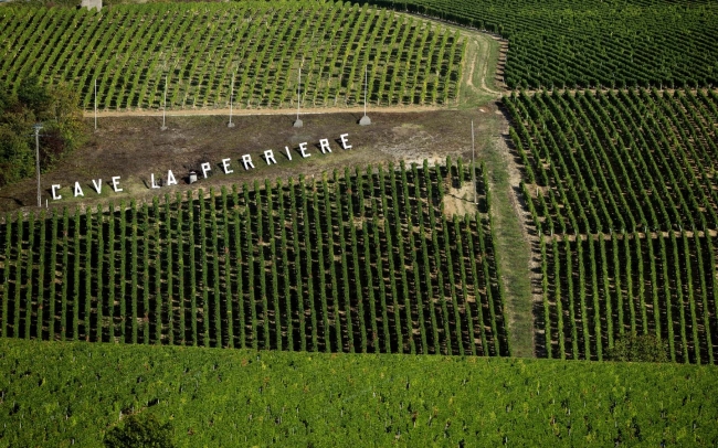 Vineyard