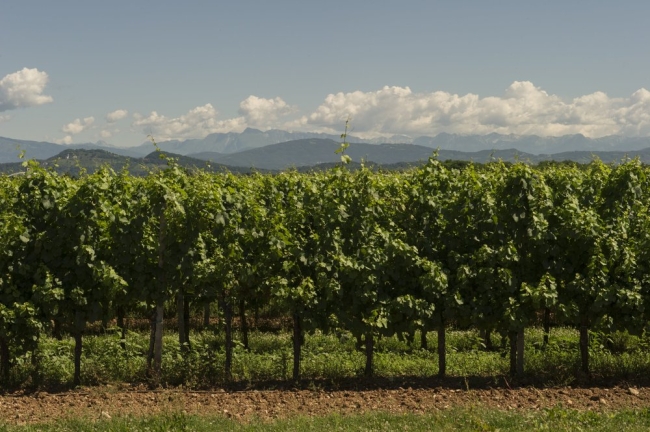 Vines