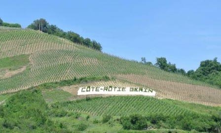 Vineyard