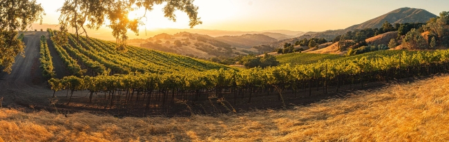 Vineyard