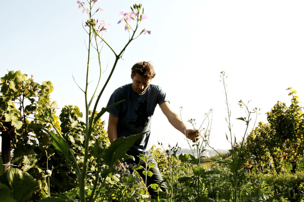 Winemaker
