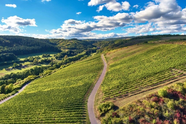Vineyard