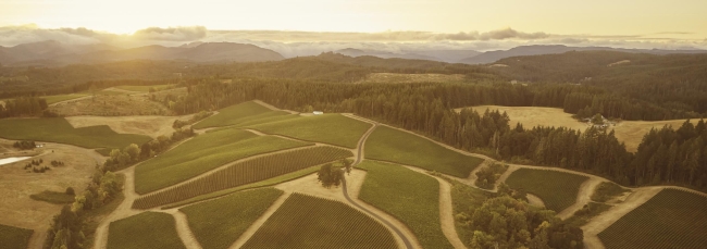 Vineyard