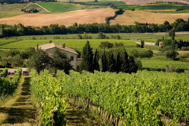 Vineyard