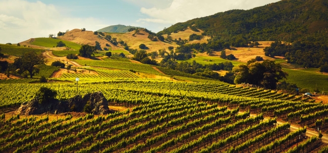 Vineyard