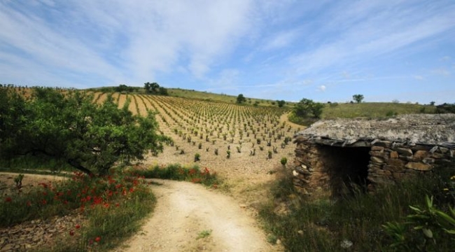 Vineyard