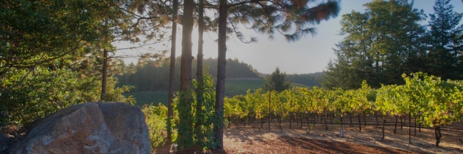 Vineyard2