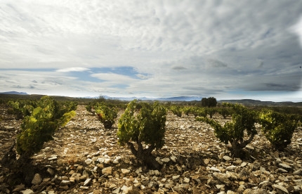 Vineyard2