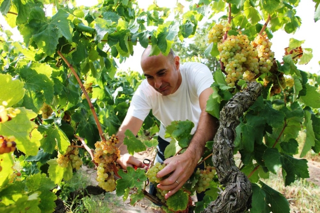 Winemaker