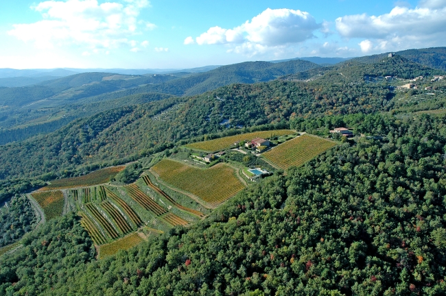 Vineyard