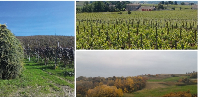 Vineyards
