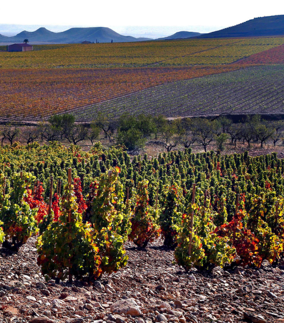 Vineyard2