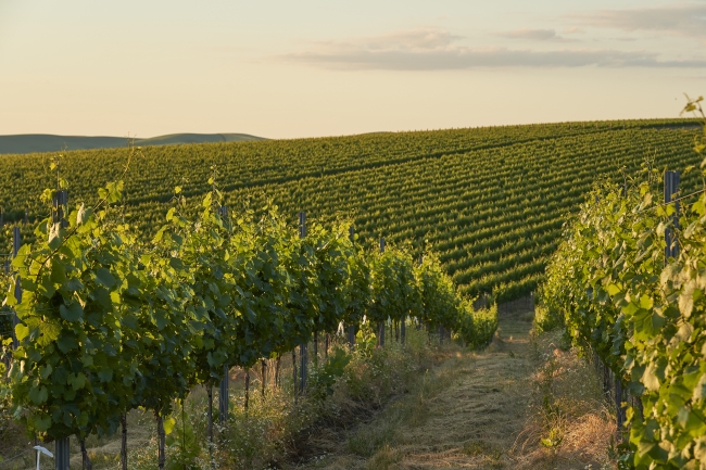 Vineyard1