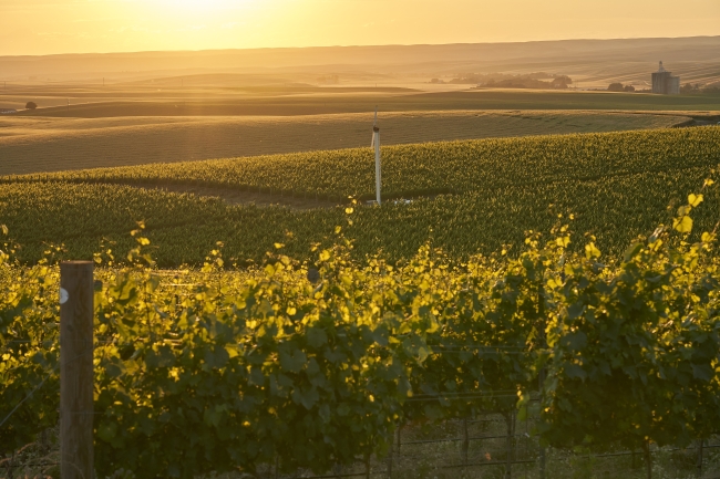 Vineyard2