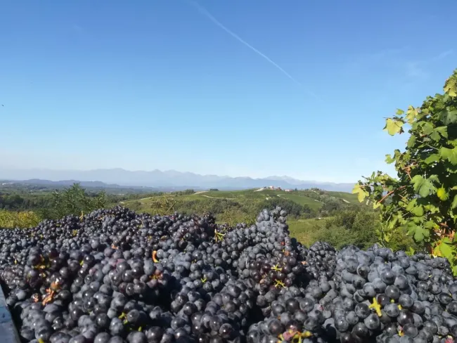 Grapes