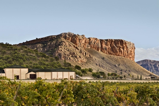 Vineyard