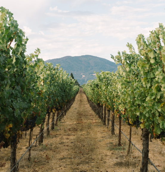 Vineyard2