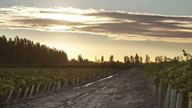 Vineyard2